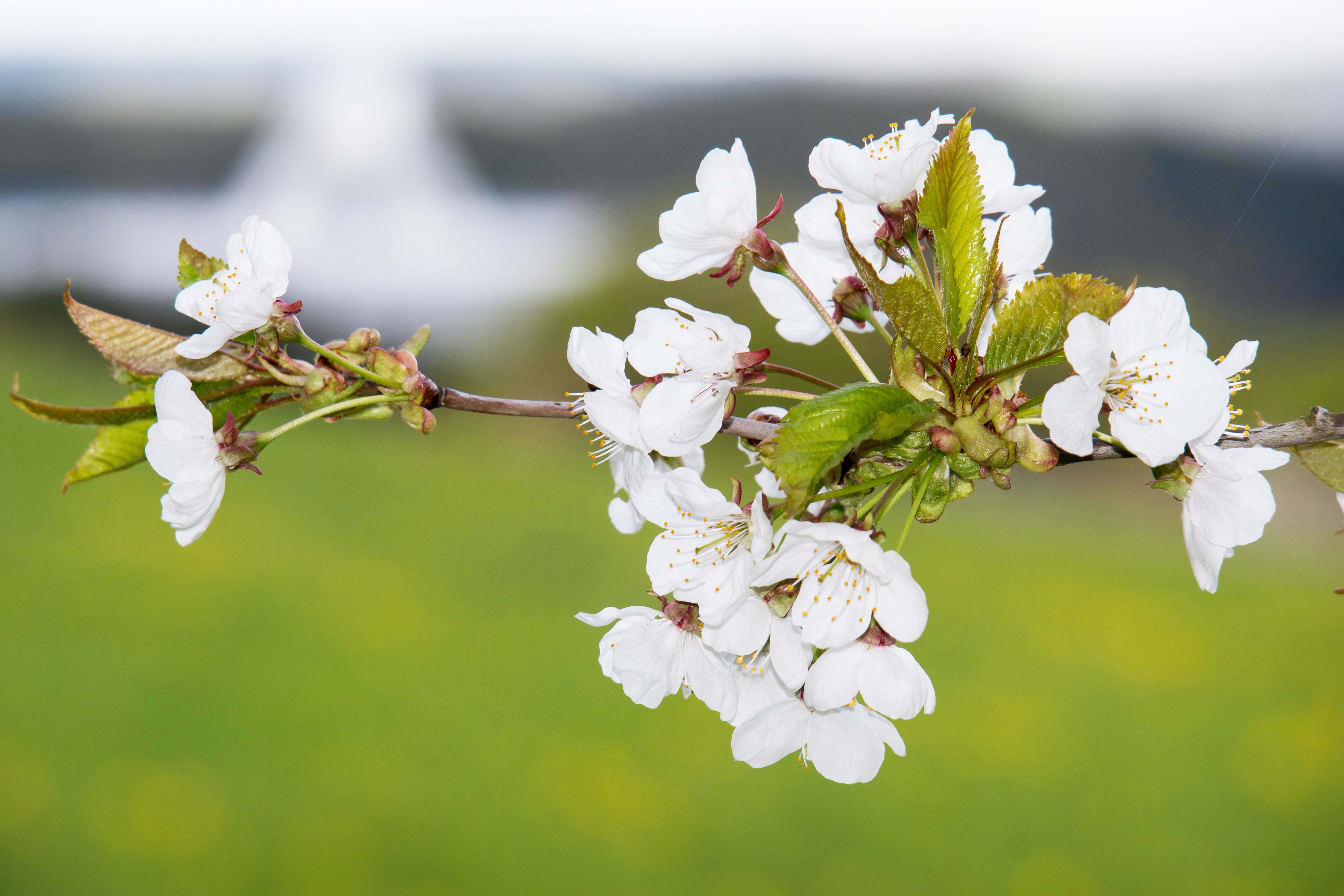 宇宙桜 を知っていますか Funtre株式会社 ファントレ株式会社